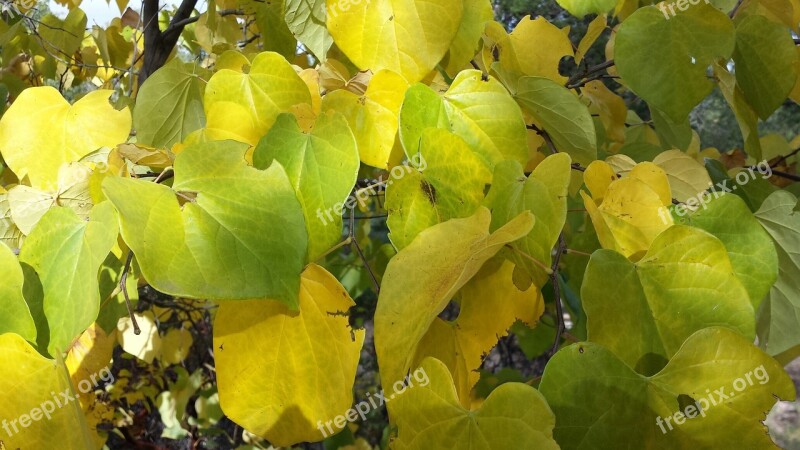 Leaves Fall Seasonal Green Yellow