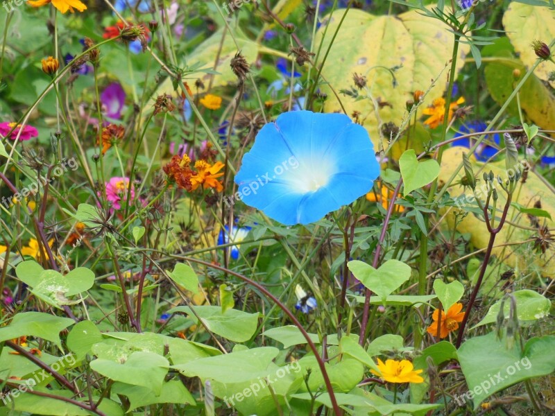 Vetches Flowers Blue Nature Flower Meadow