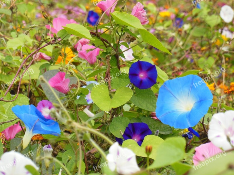 Vetches Flowers Blue Nature Flower Meadow