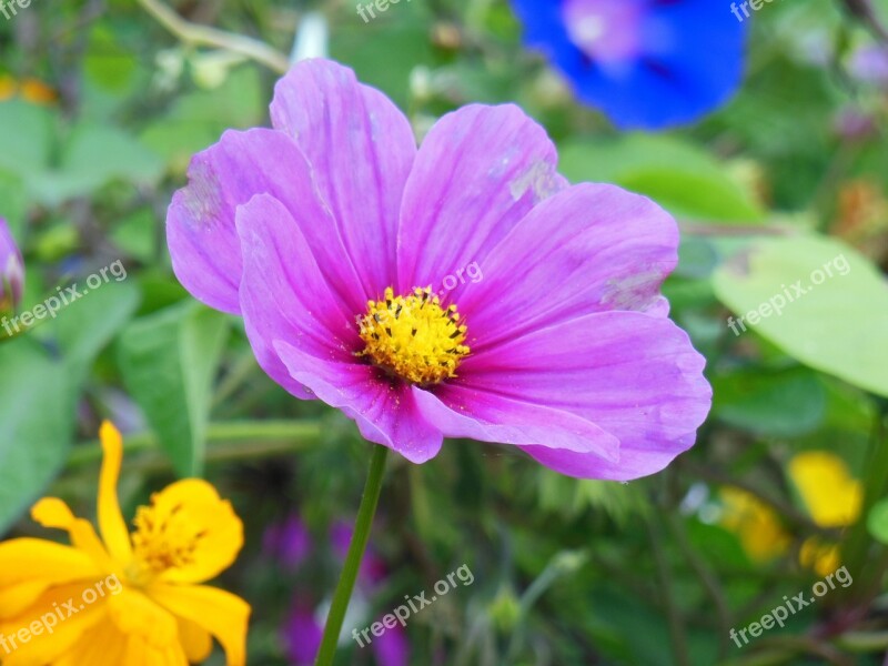 Vetches Flowers Purple Nature Flower Meadow