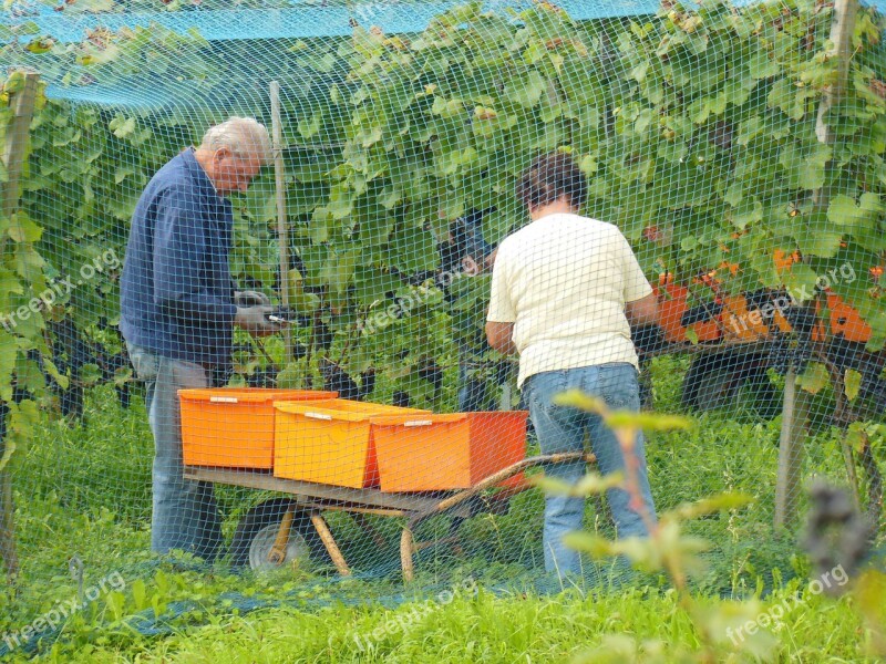 Reichenau Island Vintage Lake Constance Wine Harvest Autumn