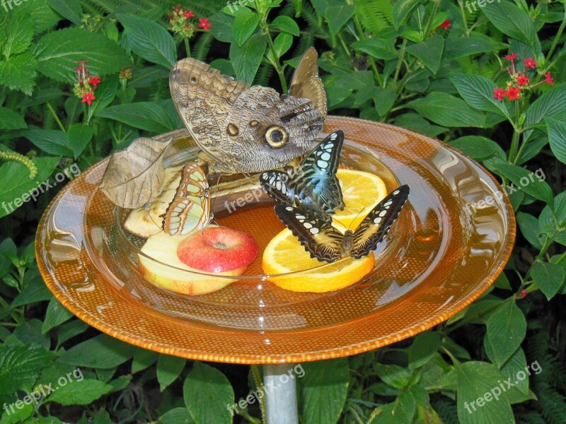 Mainau Island Lake Constance Butterflies Botany Free Photos