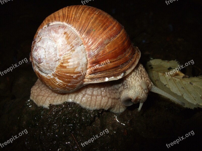 Snail Shell Mucus Reptile Mollusk