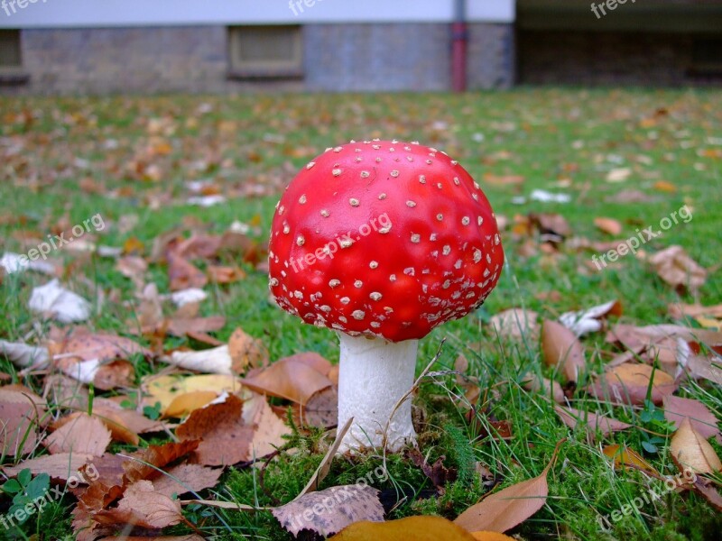 Fly Agaric Toadstool Toxic Red Free Photos