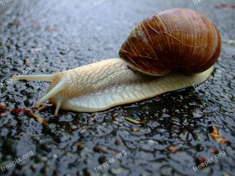 Snail Shell Mucus Slowly Crawl