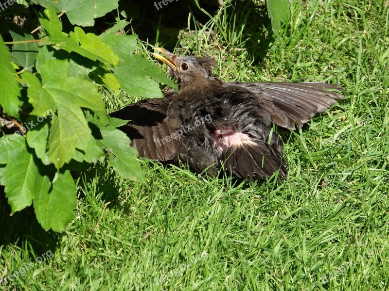 Blackbird Bird Sun Plumage Feather