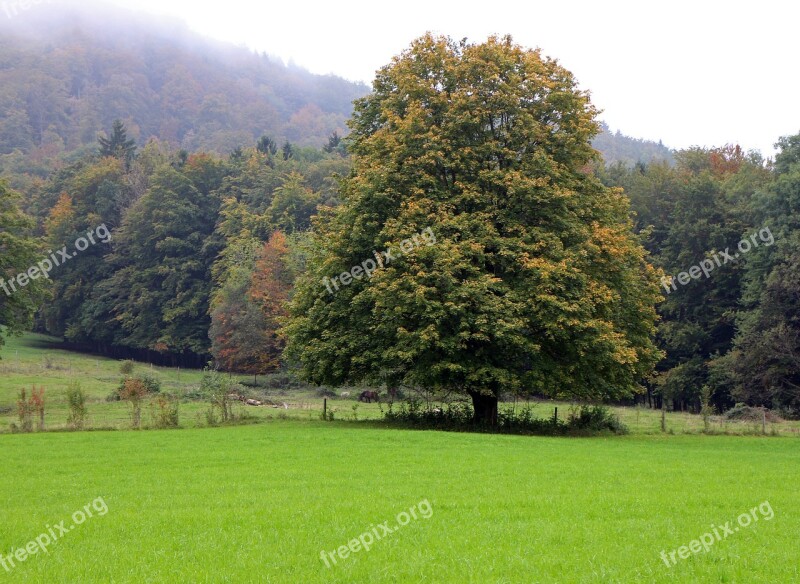 Autumn Tree Individually Forest Meadow