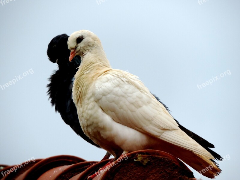 Dove Roof Bird Birdie Freedom