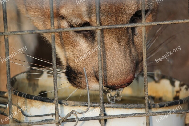 Cougar Large Feline Cat Animal