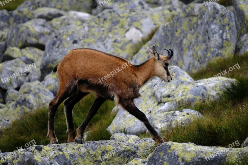 Chamois Tatra Mountains High Tatras Animal Tatra Chamois