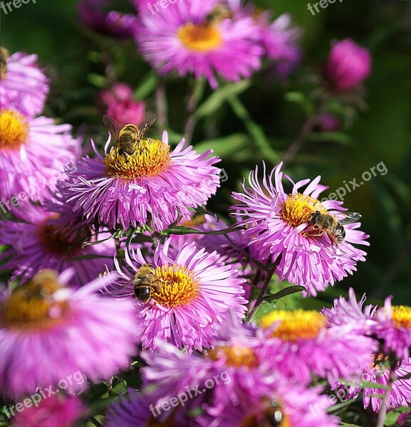 Astra Bees Flowers Autumn Insects