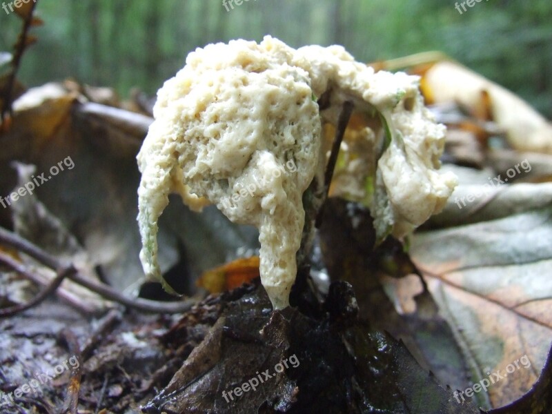 Mushroom Nyákgomba Autumn Avar Forest