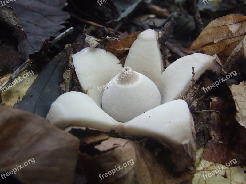 Mushroom Csillaggomba Mystic Forest Nature