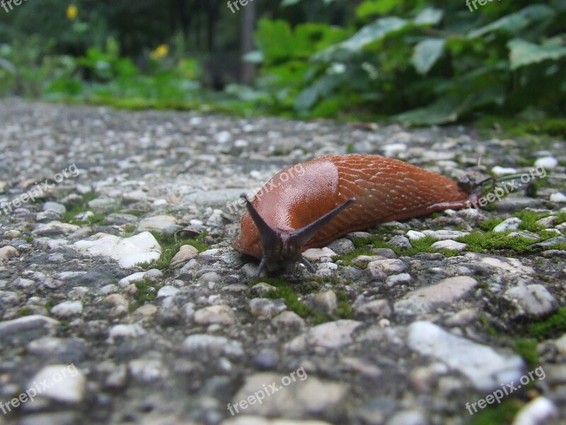 Snail Bend Fit Run Across Speed