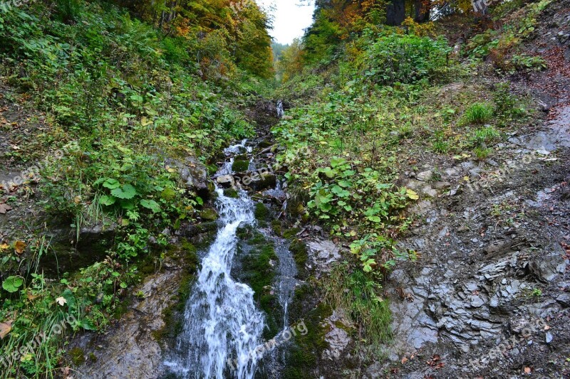 Bach Trickle Nature Forest Watercourse