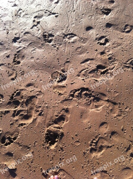 Footprints Wet Sand Beach Sand Free Photos