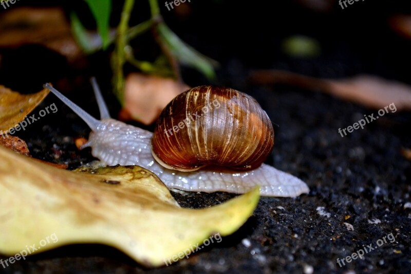 Snail Shell My Saturday Leaf Free Photos