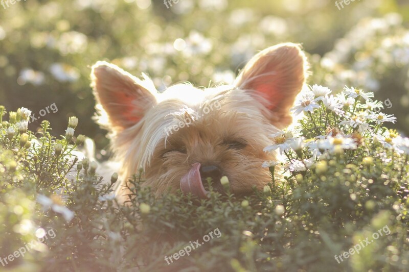 Jokršírský Terrier Terrier Dog Sun Free Photos