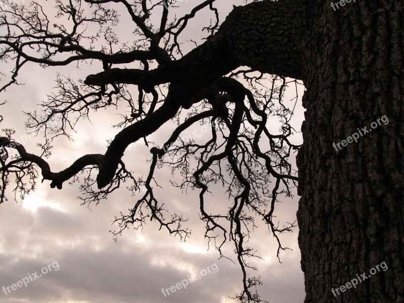 Branches Tree Outdoor Seasonal Winter