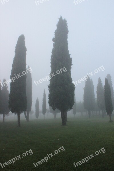 Cypress Background Fog Free Photos