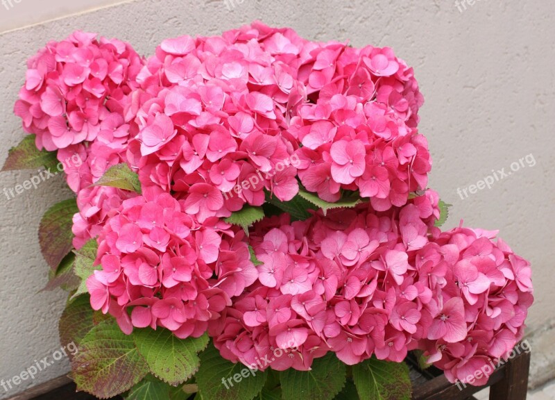 Hydrangea Fuchsia Rosa Flowers Cultivate