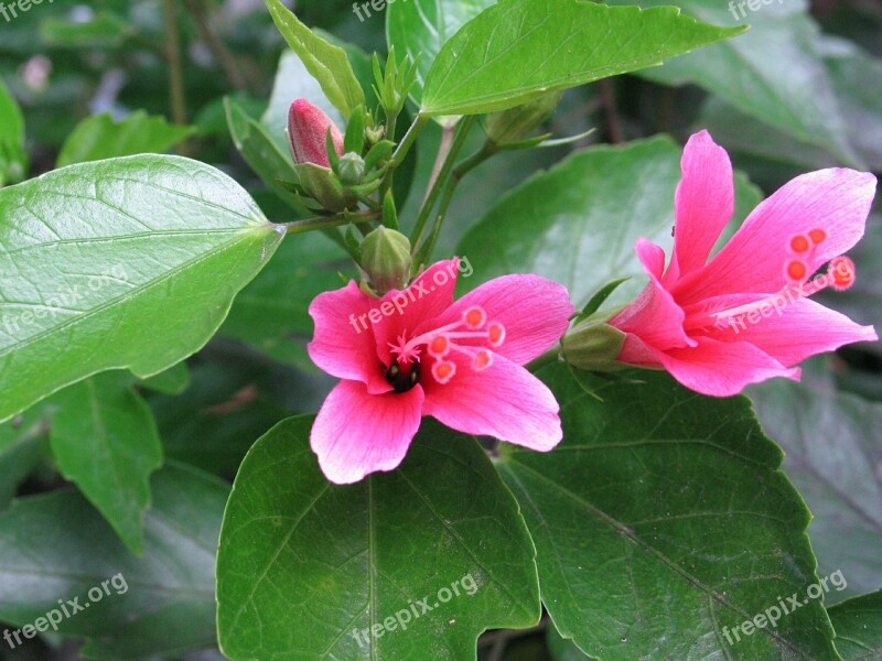 Hibiscus Flower Pink Red Thailand