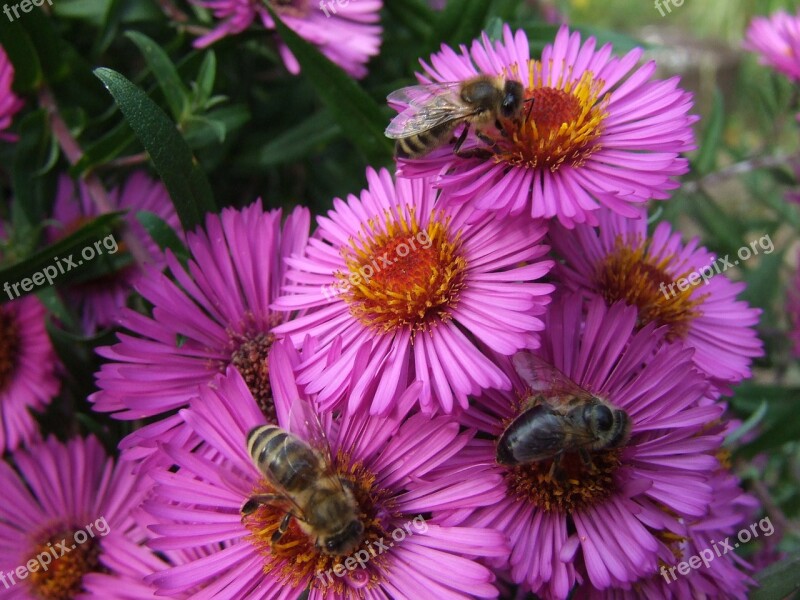 Asters Bees Late Summer Garden Summer Idyll