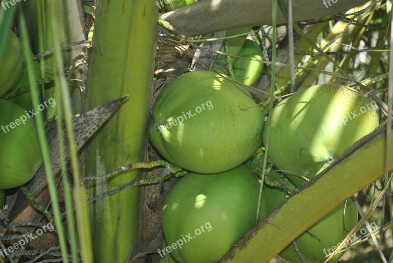 Green Coconut Coco Coconut Tree Coconut Trees Free Photos