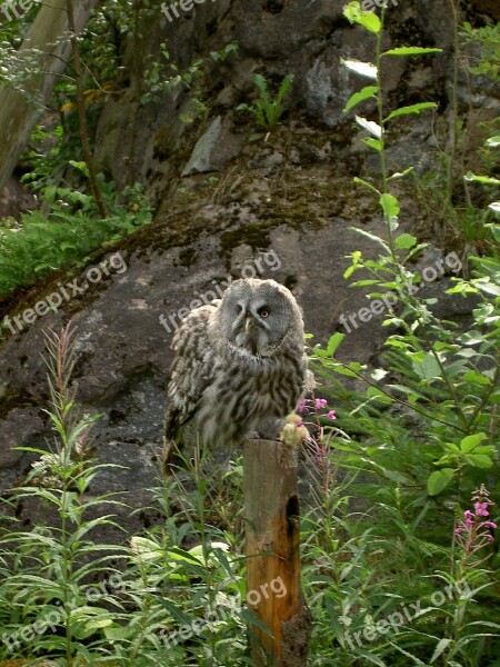 Owl Nature Wildlife Skansen Sweden