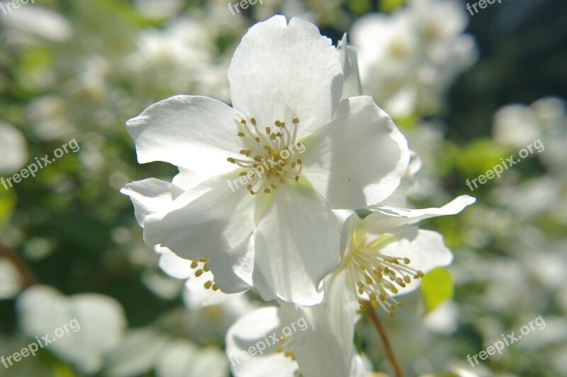 Manchurian Shrub Flower White Sunshine Flora