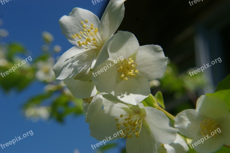 White Flower Machurian Shrub Flower Sunshine Flower In Sunshine