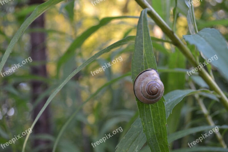 Snail Nature Shell Animal Slow