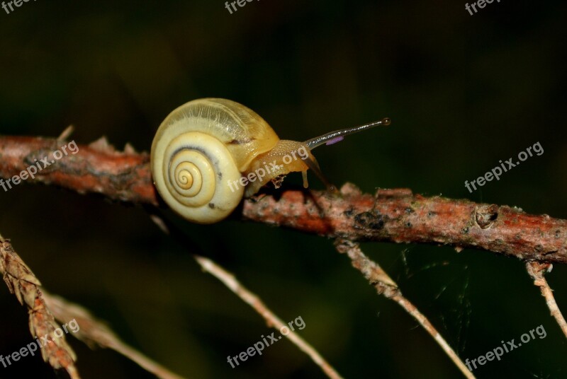 Snail Night Casey Free Photos