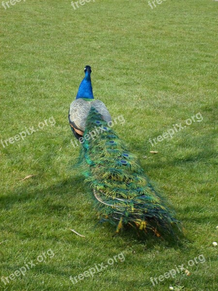 Peacock Train Animal Feather Blue Peacock