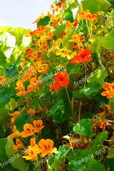 Tropaeolum Majus Flowers Red Orange Nasturtium Tropaeolum