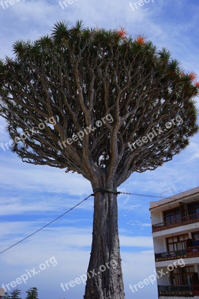 Canary Island Dragon Tree Support Tethers Dragon Tree Dracaena Draco