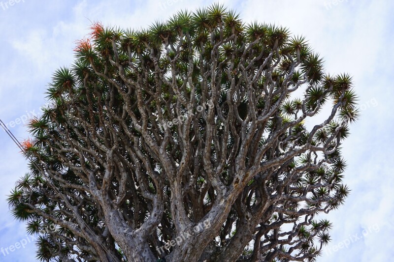 Canary Island Dragon Tree Dragon Tree Dracaena Draco Aesthetic Branches