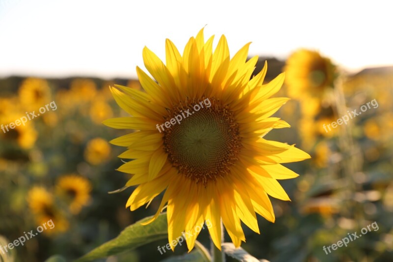 Sunflower Provence Light Free Photos