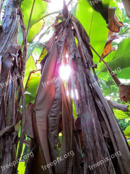 Banana Shrub Banana Palm Tree Light Lichtspiel