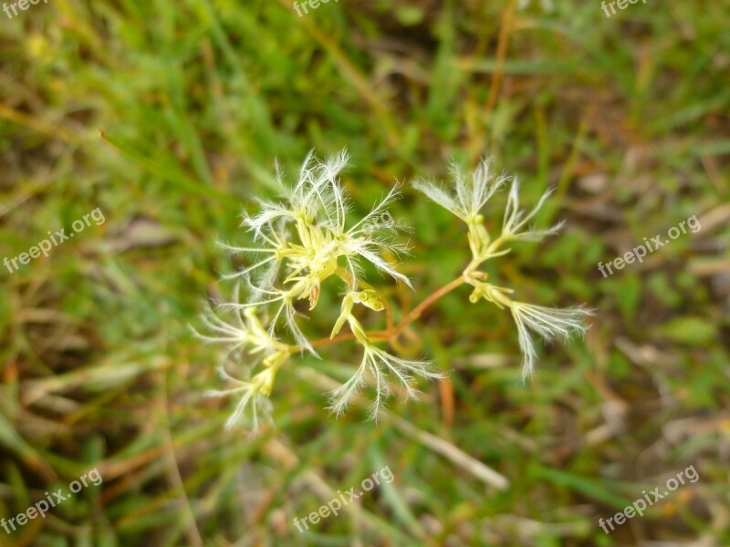 Rock Valerian Flower Valeriana Saxatilis Seeds Was Faded