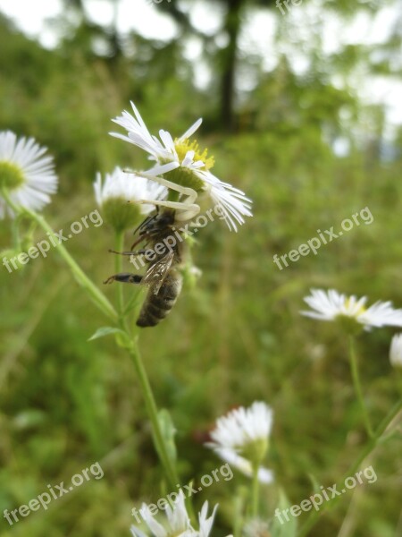 Goldenrod Crab Spider Spider Victims Prey Ansitz Hunter