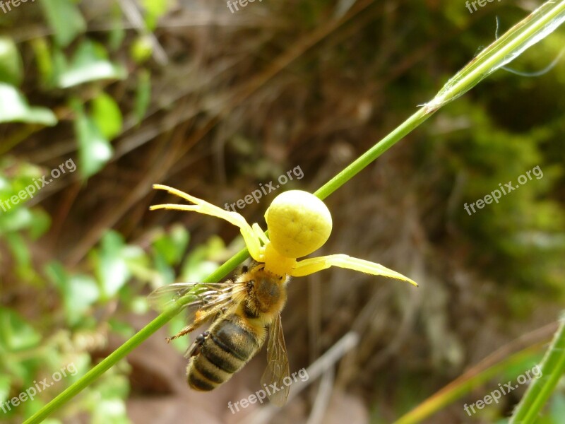 Goldenrod Crab Spider Spider Victims Prey Ansitz Hunter