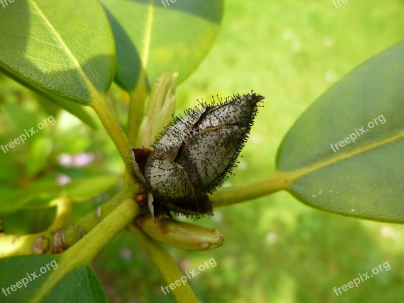 Rhododendron Flower Bud Mushroom Harmful Pathogens Pycnostysanus Azaleae