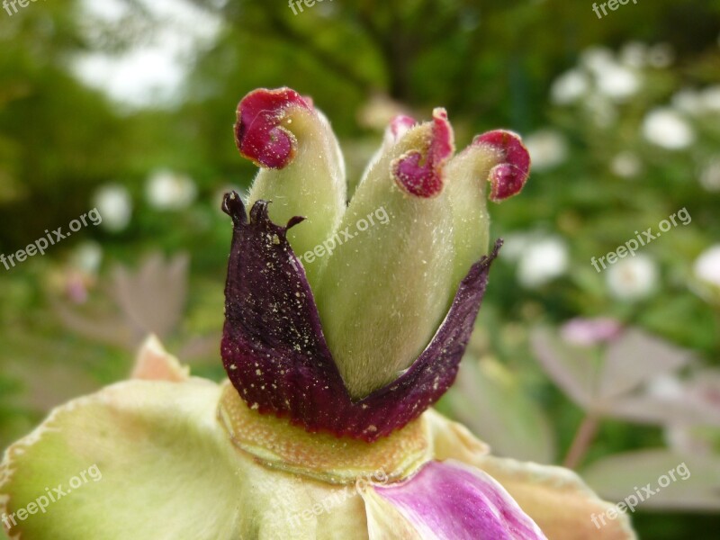 Shrub Peony Seeds Was Faded Paeonia Suffruticosa Garden