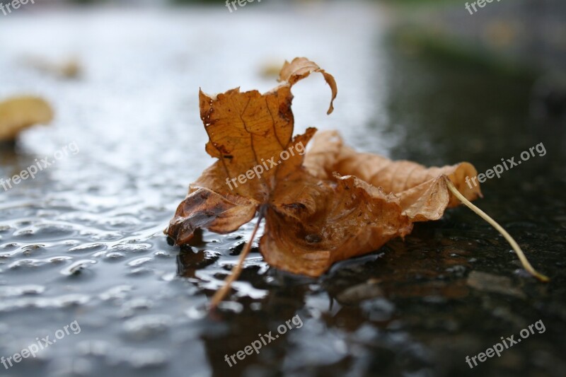 Leaves Leaf Autumn Wet Fall Foliage