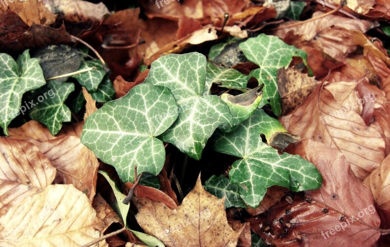 Ivy Leaves Autumn Forest Forest Floor