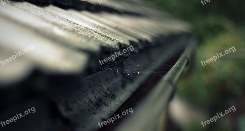 Rain Gutter Gutter Roof Cobweb Web