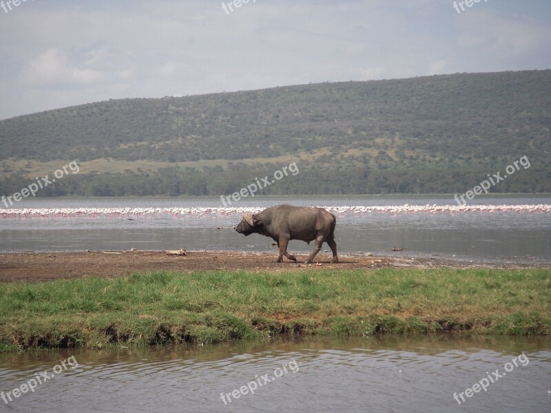 Buffalo Animal Nature Landscape Free Photos