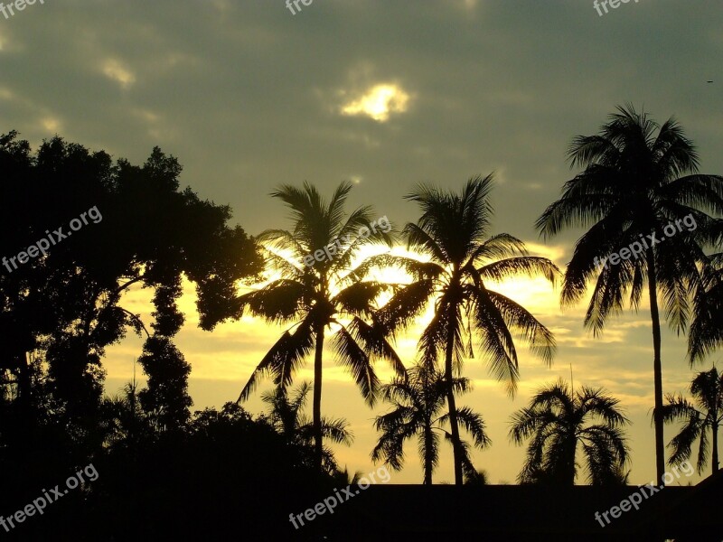 Sunset Coconut Tree Thailand Palms Dusk