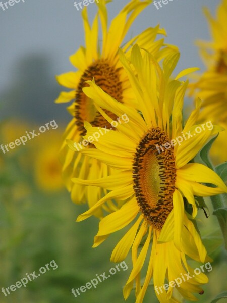 Sunflower Field Yellow Flowers Thailand Sunflowers